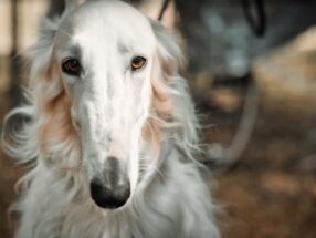 BARZOI_SWITCHPRODUCTION